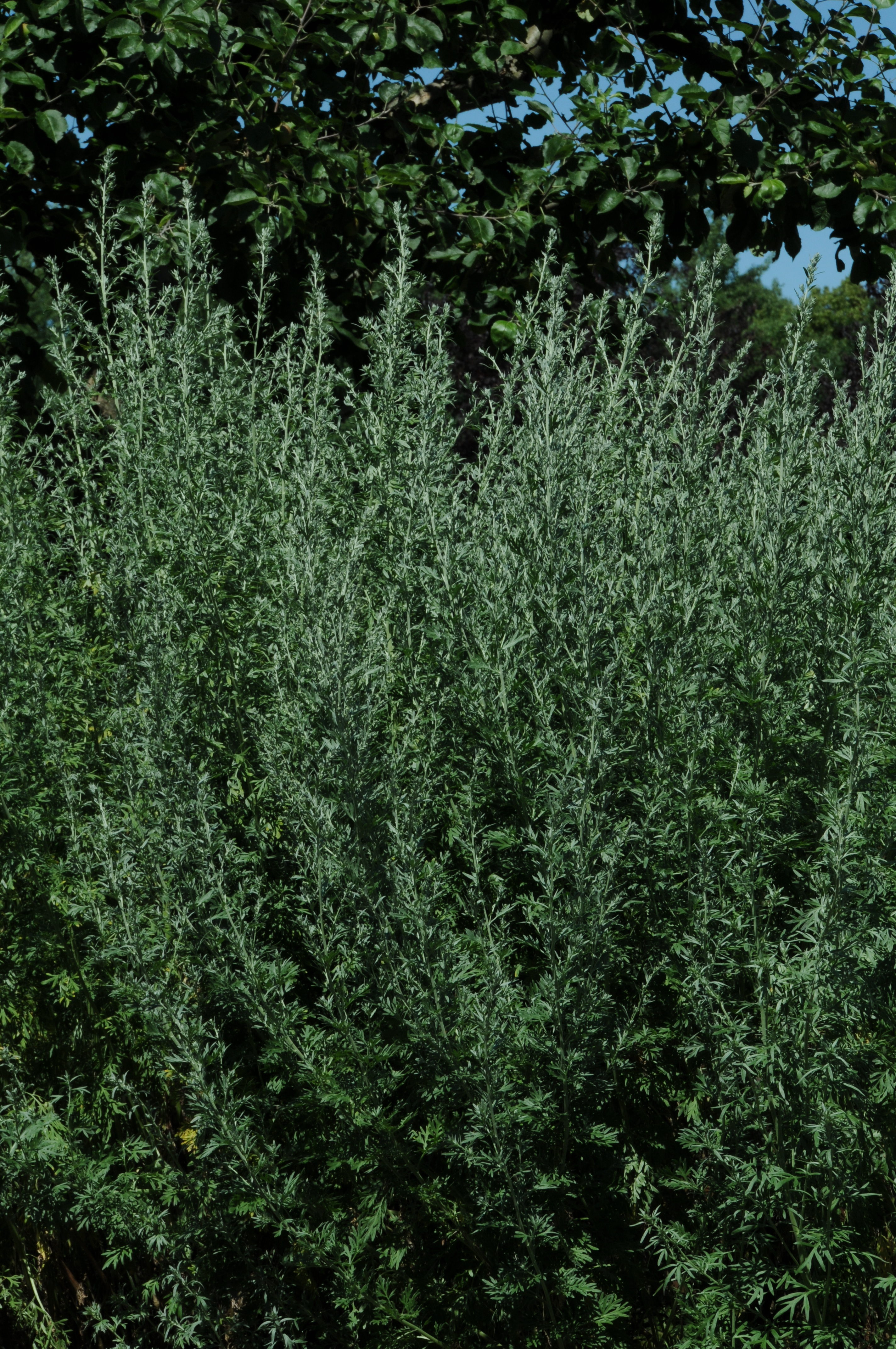Artemisia absinthium 5