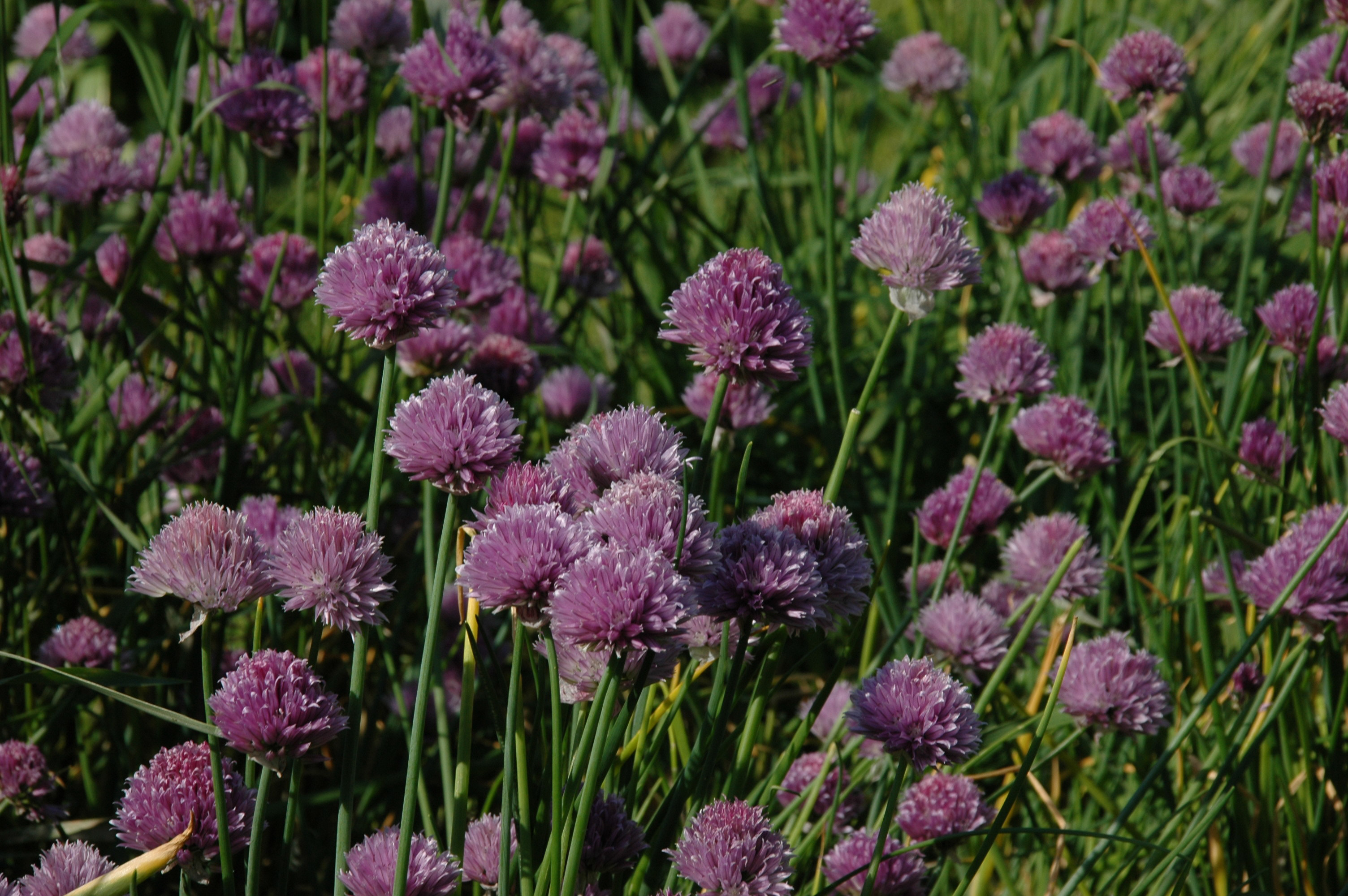 Allium