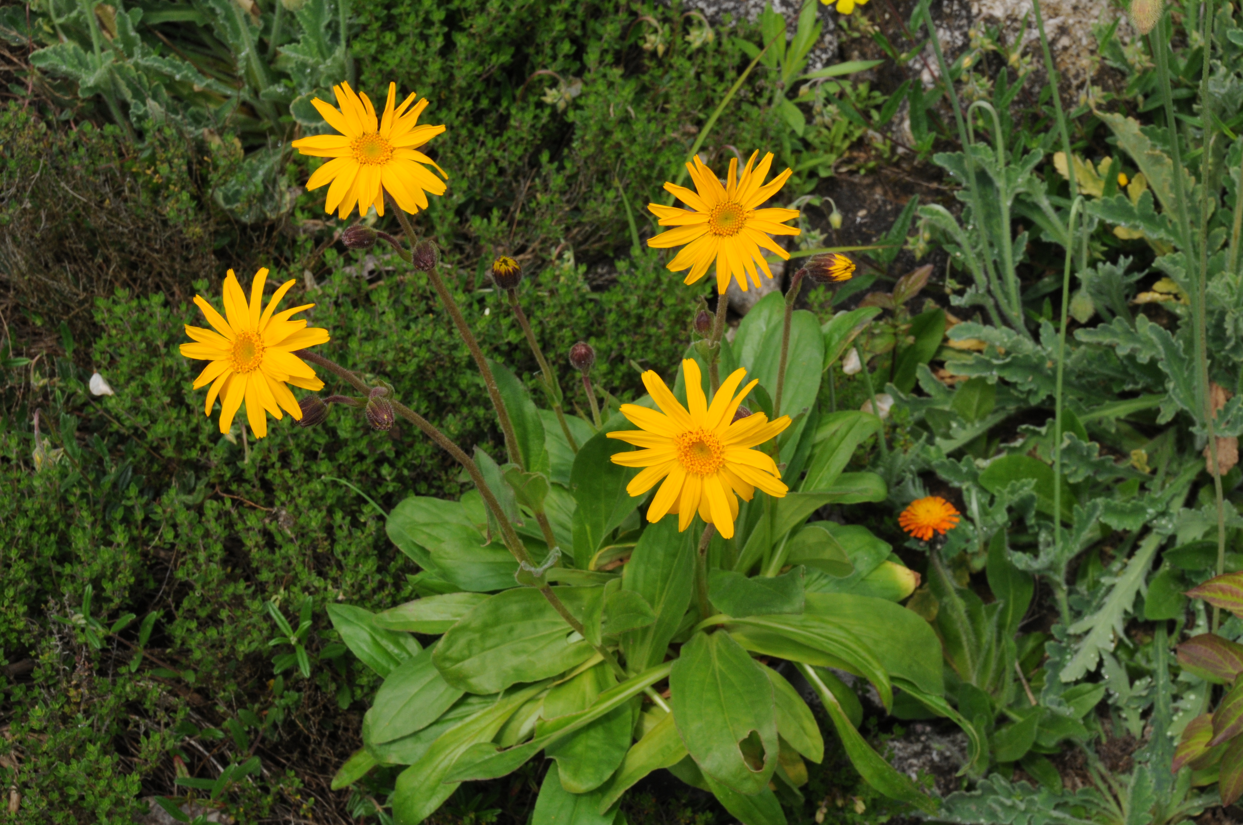 Arnica montana