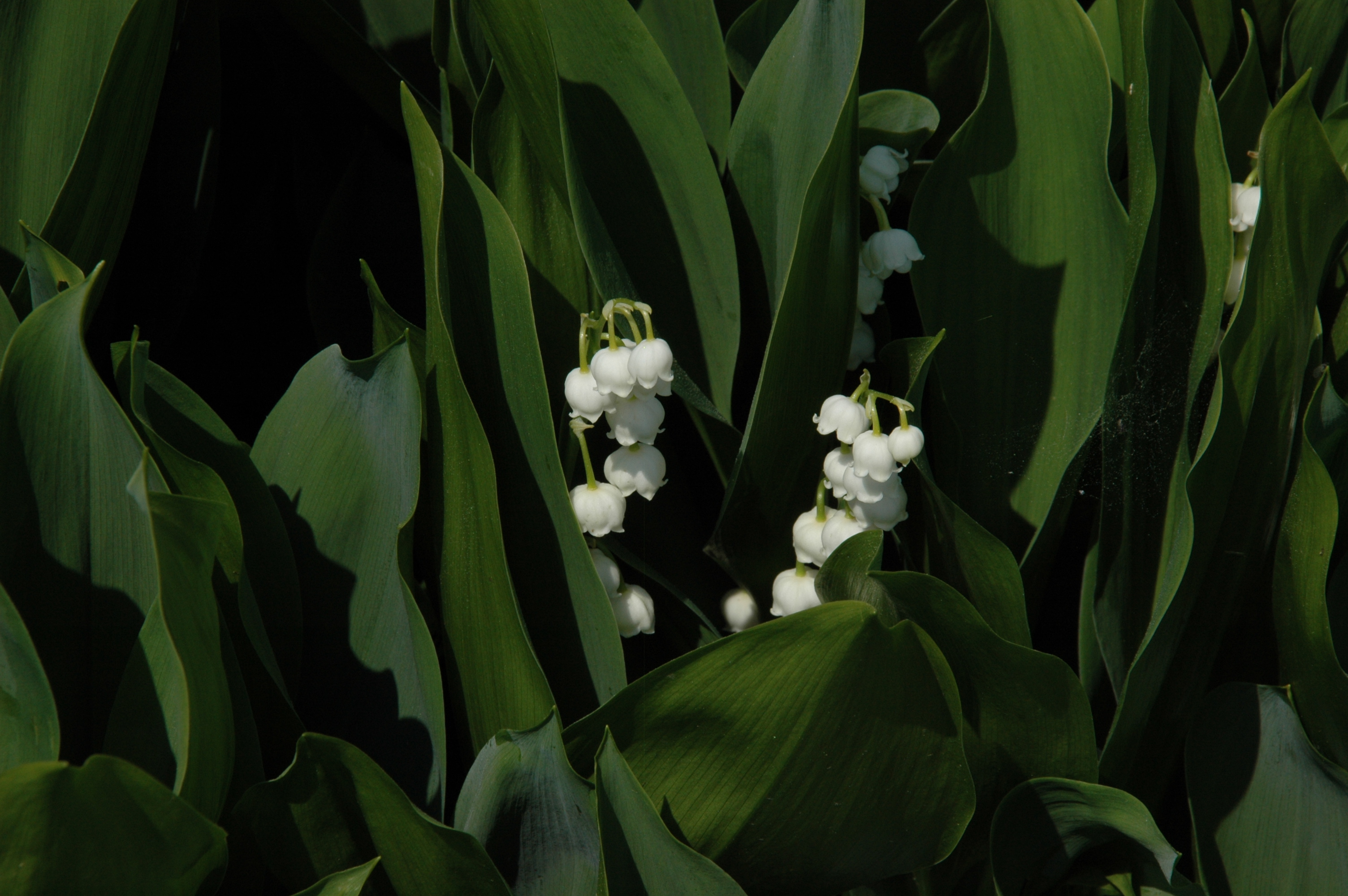 Convallaria majalis