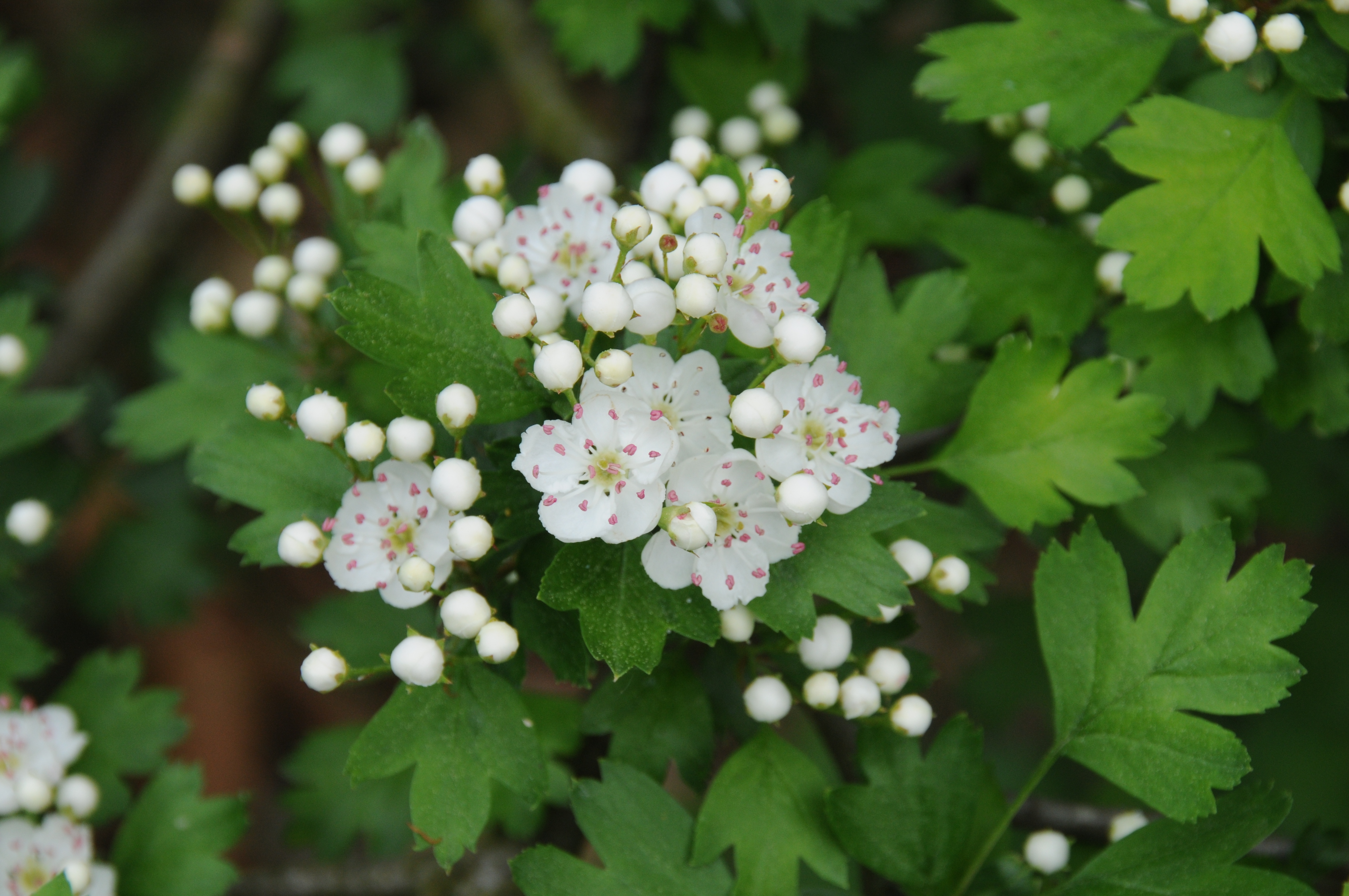 Crataegus monogyna