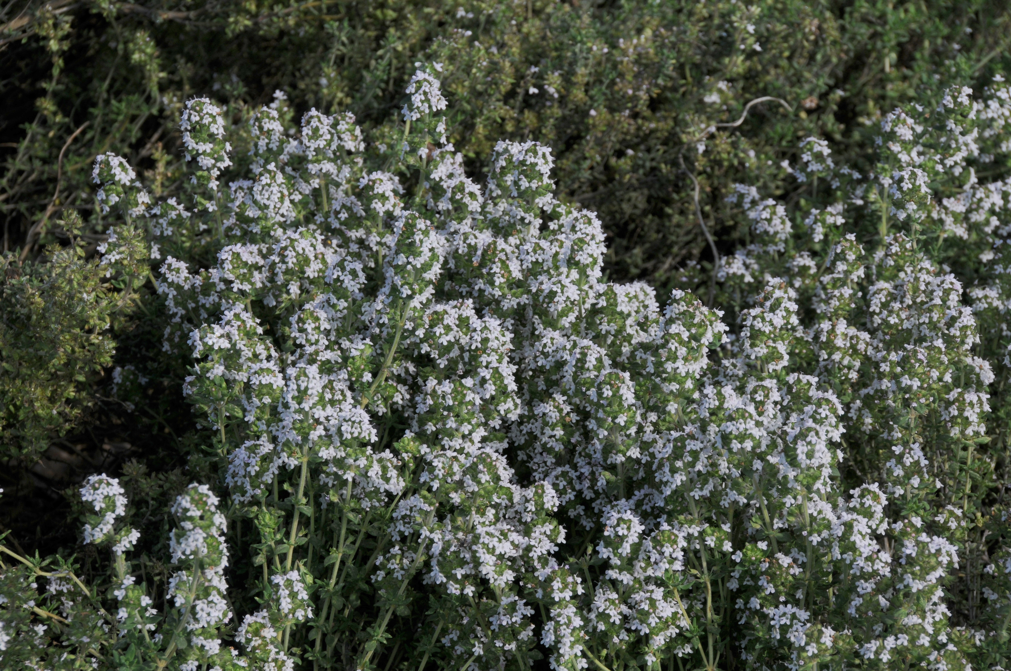 Thymus vulgaris