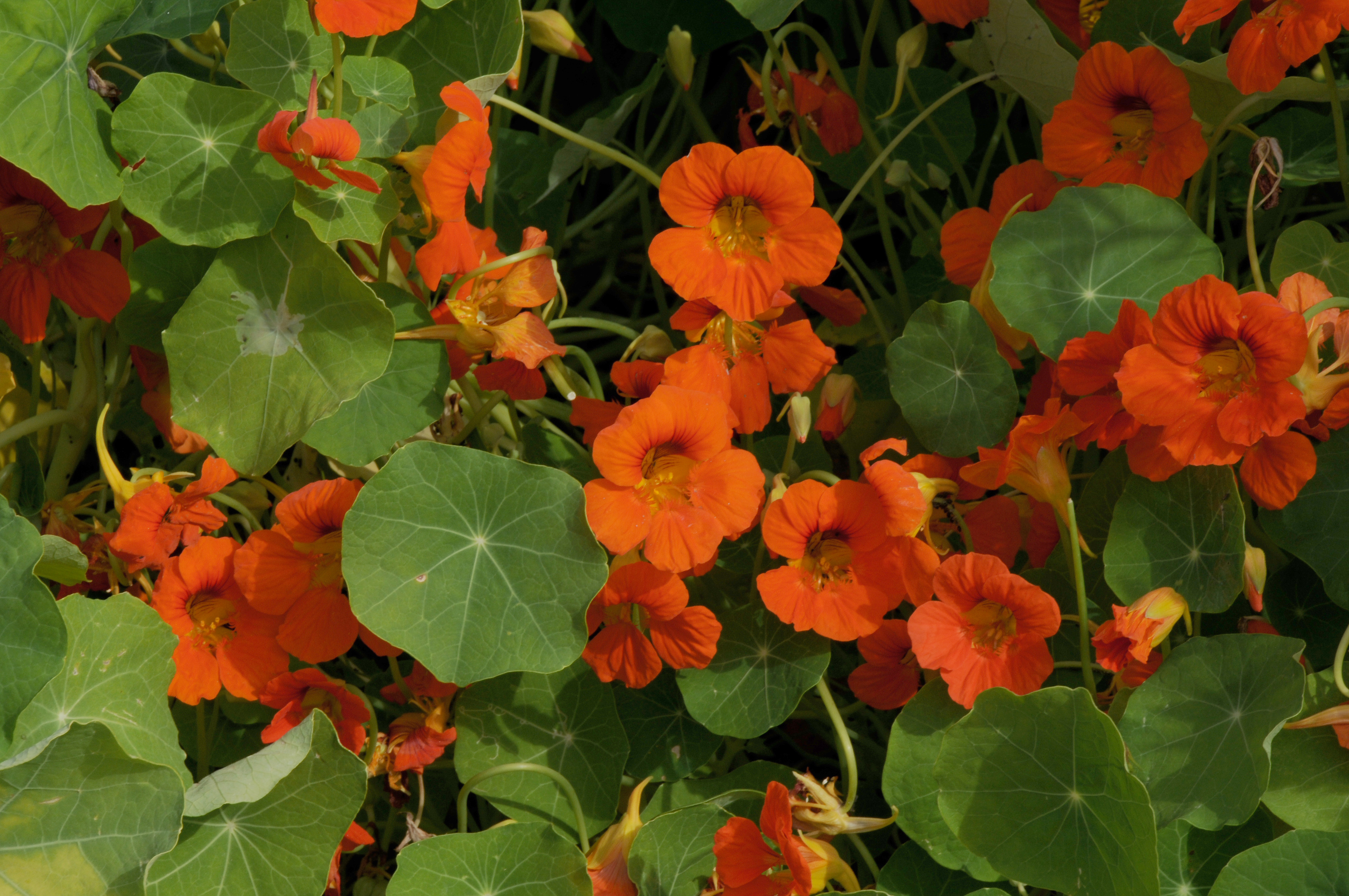 Tropaeolum majus
