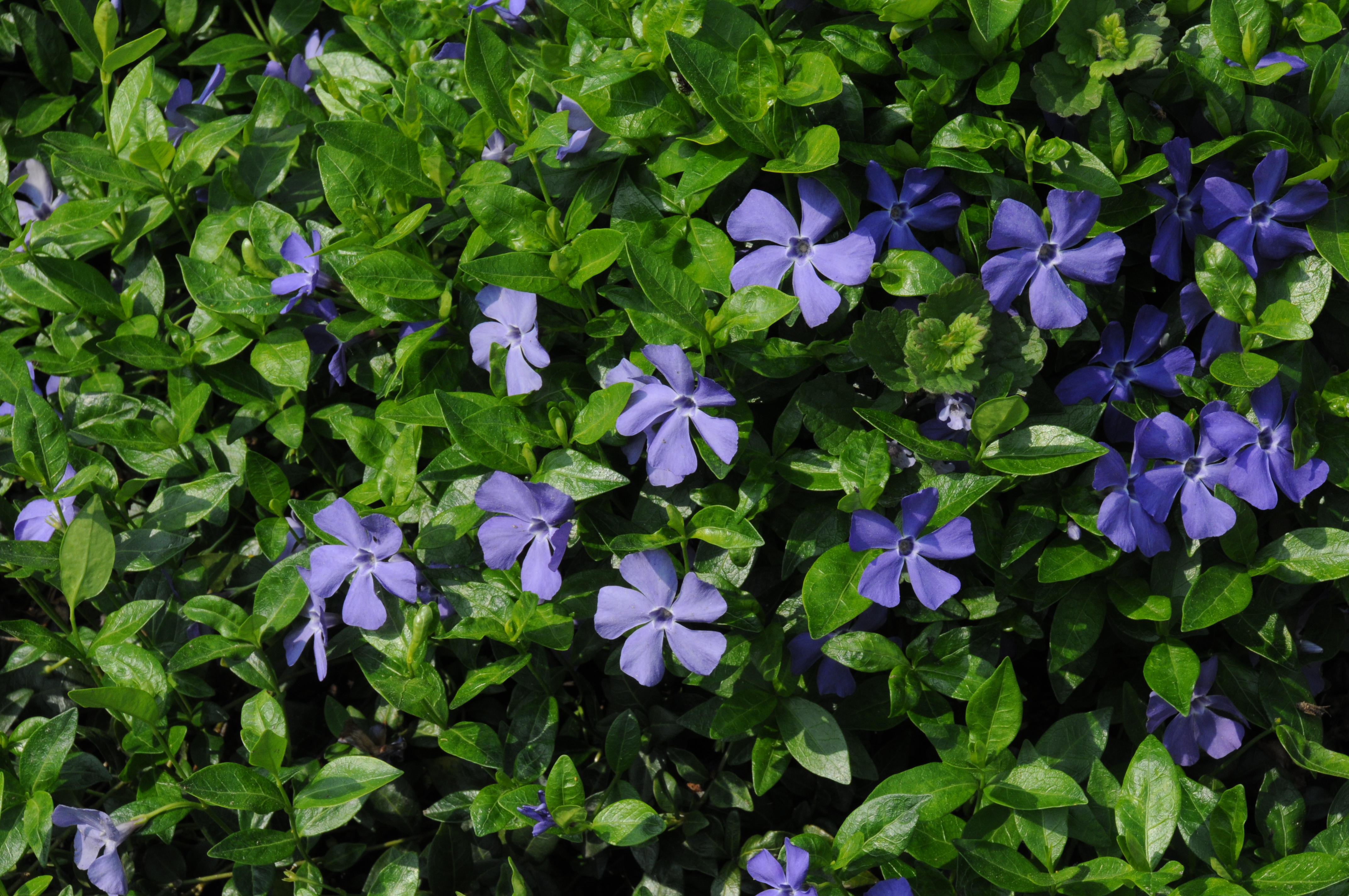 Vinca minor