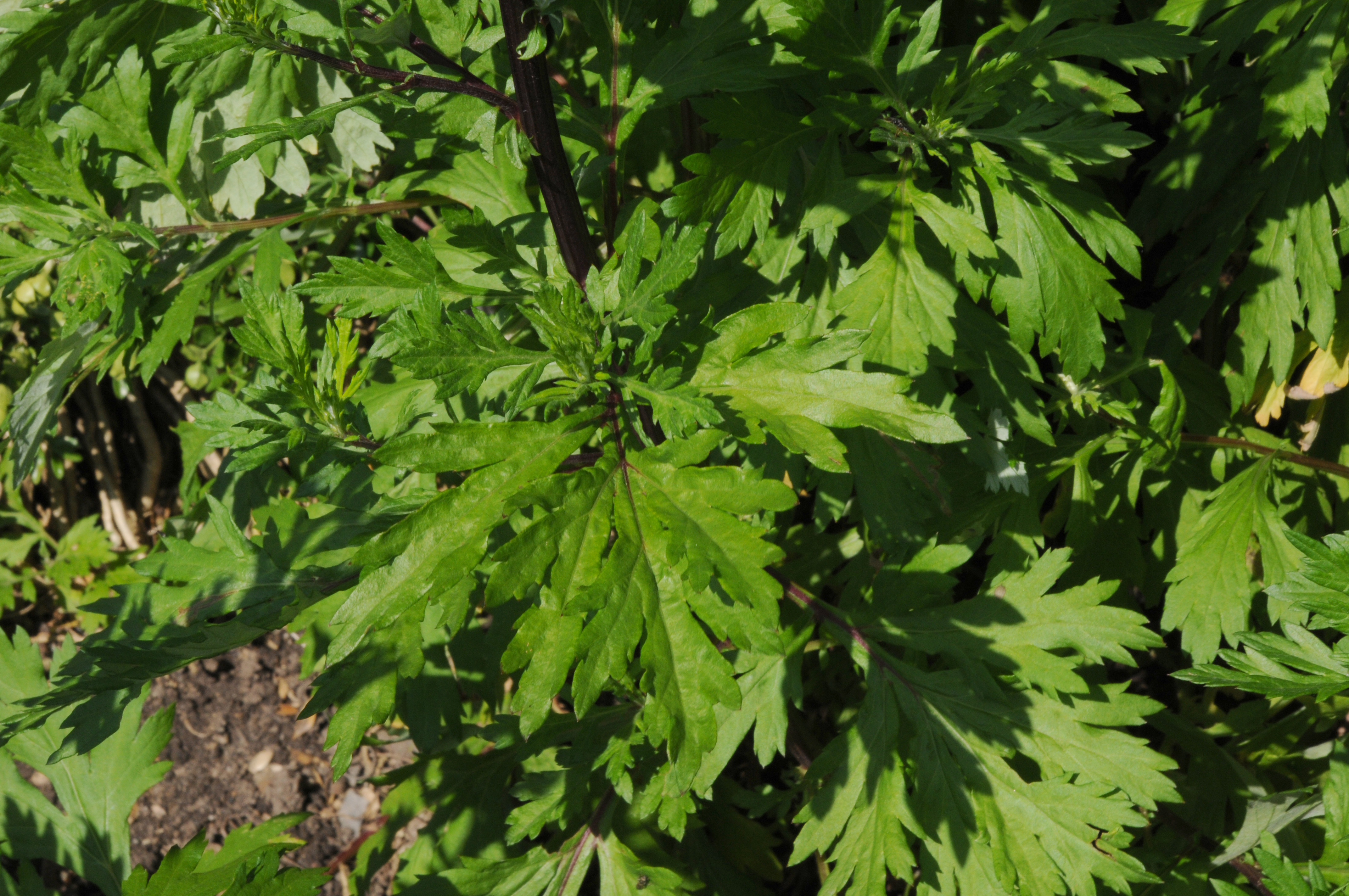 Artemisia vulgaris 2